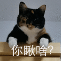 萌宠 猫星人 你愁啥 生气 呆萌 可爱