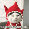 猫咪 红衣裳 呆萌 你走吧我妈不让我跟智障玩
