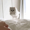 沙雕猫 猫咪 猫 可爱猫 猫表情包 猫咪表情包 小猫