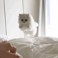 沙雕猫 猫咪 猫 可爱猫 猫表情包 猫咪表情包 小猫