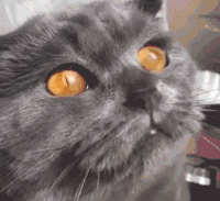 猫咪  张嘴  獠牙  凶狠  恐吓