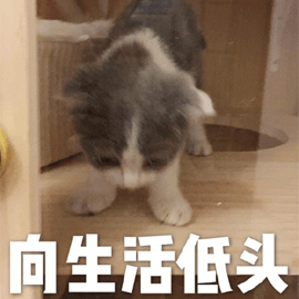 猫低头图片_猫低头动态图_猫低头表情包gif动图下载_soogif