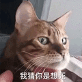 我猜 想死 猫