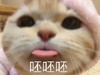 萌宠 猫星人 呸呸呸 嫌弃 呆萌 可爱