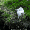 猫咪 河流 草地 跳跃
