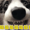萌宠 狗 狗狗 开心 哈哈哈哈