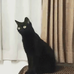 黑猫 魔性黑猫 沙雕黑猫 猫咪 猫