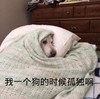 萌宠 汪星人 我一个狗的时候孤独啊 无奈 搞怪 逗