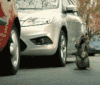 猫咪 指挥 可爱 搞笑