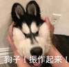 萌宠 汪星人 振作 振作起来 搞怪 逗