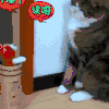 动物 小猫 可爱 搞笑 呆萌