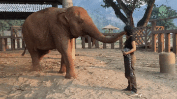 大象 有人情味 拥抱 长鼻子