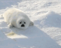 海豹 南极 移动 可爱