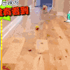 小狗 玩耍 追球 开心