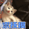 萌宠 猫 求抚摸 喵星人 soogif soogif出品