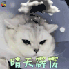 萌宠 猫 晴天霹雳 拒绝 soogif soogif出品