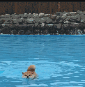 狗狗 游泳 可爱 狗刨