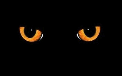万圣节 黑猫怪 眨眼 诡异 头皮发麻 艺术设计
