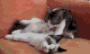 小猫 按摩 躺着 可爱