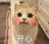 萌宠 猫星人 开心 害羞 搞怪 逗