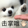 萌宠 汪星人 击掌哦 伸手伸手 呆萌 可爱