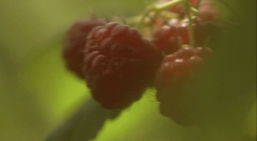 小树莓 新鲜 晶莹剔透 营养 水果