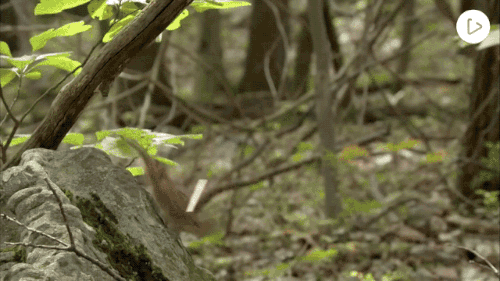 松鼠 打斗 奔跑 树林