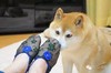 袜子 小狗 可爱 双脚