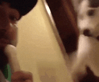 动物 二哈 搞笑 吃货