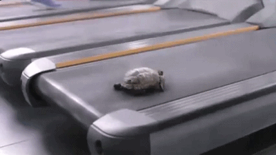 乌龟 潜能发挥 跑步机 可爱
