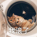 萌宠 猫咪 猫 我滚了 伤心