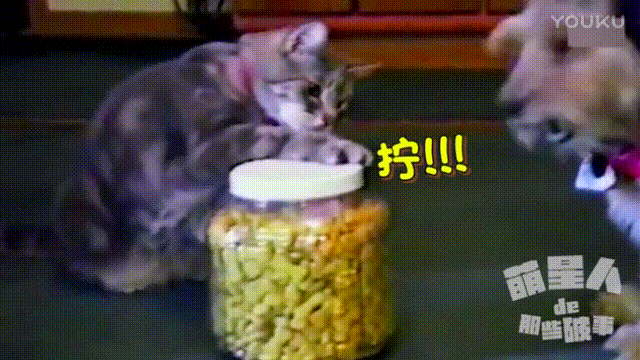 猫咪 美食 拧开 智商