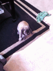 宠物 丸子 各种图 萌 gif 吃货 神勇