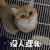 萌宠 猫咪 委屈 没人理我 我走了 soogif soogif出品