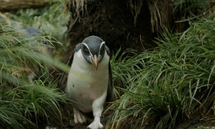 企鹅 动物 可爱 地球上的神话之岛 孤岛漂泊 摇摆 新西兰 纪录片 走路