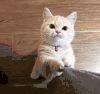 小猫咪 撒娇 可爱 卖萌