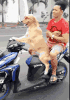 神奇 可爱 搞笑 姿势