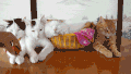 猫咪 草莓 睡觉