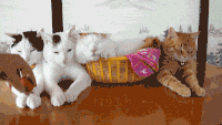 猫咪 草莓 睡觉