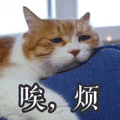 沙雕猫 猫咪 猫 可爱猫 猫表情包 猫咪表情包 小猫