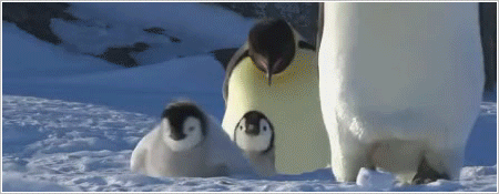 企鹅 宝宝 羽毛丰满 可爱 萌 低头