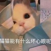萌宠 猫星人 我能有什么坏心眼 生气 呆萌 可爱