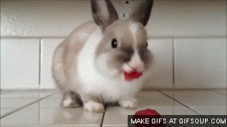 兔子 红唇
