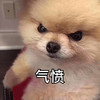 萌宠 汪星人 气愤 难受 呆萌 可爱
