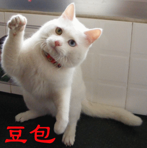 猫咪 豆包 拜拜 可爱 搞笑