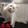 猫咪 豆包 拜拜 可爱 搞笑