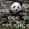 熊猫 哈哈 开心 搞怪 逗