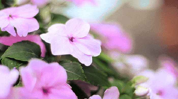 风景 花朵 粉色 露水