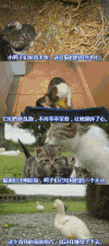 动物 猫猫 鸭子 爱心