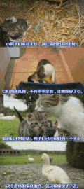 动物 猫猫 鸭子 爱心